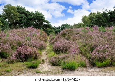 Purple Moor Grass In Border Park De Zoom, Belgium