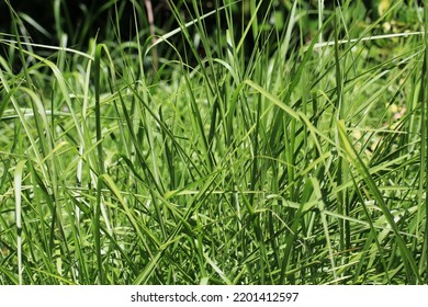 Purple Moor Grass In Sunny July