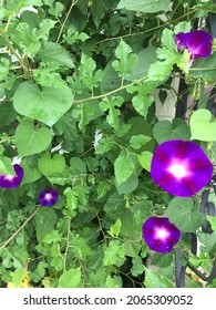 Purple Morning Glories And Mulberry Bush