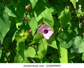 Purple Morning Glory Vine Blossom 