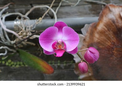 Purple moth orchid flower. (Phalaenopsis orchid)