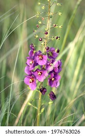 Purple Mullein (verbascum Phoeniceum) against the background of feather grass. Wild steppe. Close-up - Shutterstock ID 1976763026