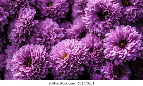 16,037 Purple Mum Images, Stock Photos & Vectors 