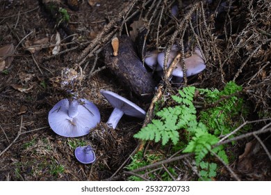 Purple mushrooms (Lepista nuda) on the forest floor close-up - Powered by Shutterstock