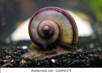 Purple Mystery/apple Snail On Black Gravel