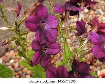 Purple Nicotiana Flower (Tobacco Plant)