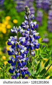 Purple Nootka Flower, ⁨Sveitarfélagið Skagafjörður⁩, ⁨Northwest Iceland⁩