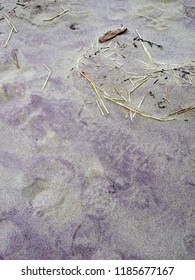 Purple Ocean Sands At Salisbury Beach, MA