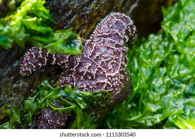 Purple Ochre Sea Star Covered In Sea Lettuce