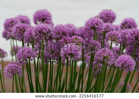 Purple onion flower close up photo made outside