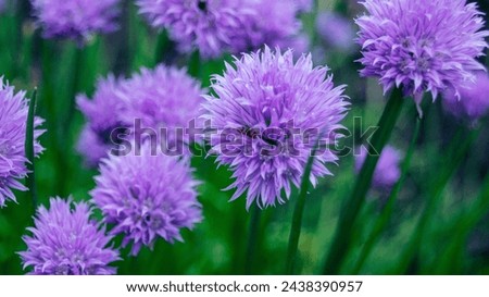 Purple onion flower close up photo made outside. 