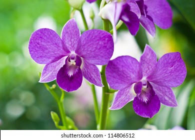 Purple Orchid