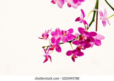 Purple Orchid Against A White Background