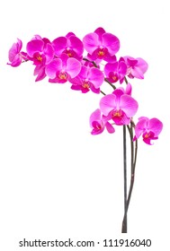 Purple  Orchid Branch Isolated On White Background