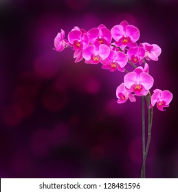 Purple  Orchid Branch On Dark Bokeh Background