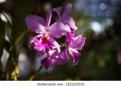 Purple orchid, Cattleya, under light and shadow, dark green and blurred background