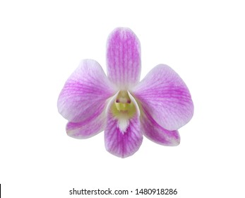 Purple orchid (Dendrobium) Isolated on white background.