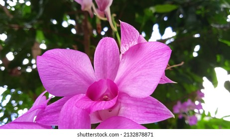 Purple Orchid Flower Beautiful Android Wallpaper In Front Of The House