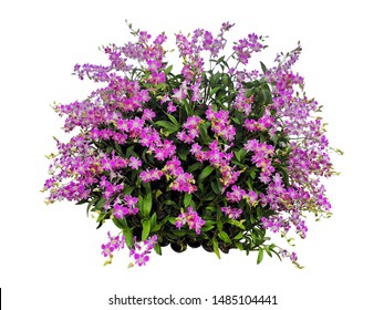 purple orchid flower bush tree isolated tropical Colorful floral plant on white background with clipping path