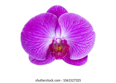 Purple Orchid Flower Isolated On White Background