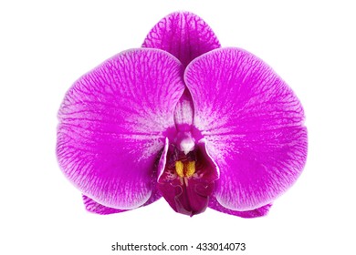 Similar Images, Stock Photos & Vectors of orchid isolated on white