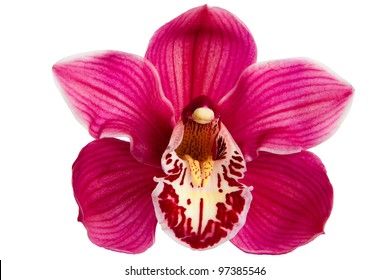 Purple Orchid Flower isolated on white background - Powered by Shutterstock