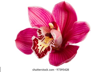 Purple Orchid Flower Isolated On White Background