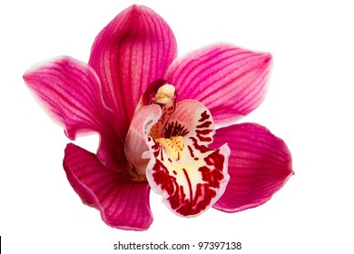 Purple Orchid Flower Isolated On White Background