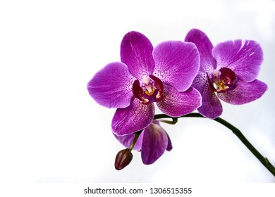 Purple orchid flower phalaenopsis, phalaenopsis or falah on a white background. Purple phalaenopsis flowers on the right. known as butterfly orchids. Selective focus. There is a place for your text. - Powered by Shutterstock