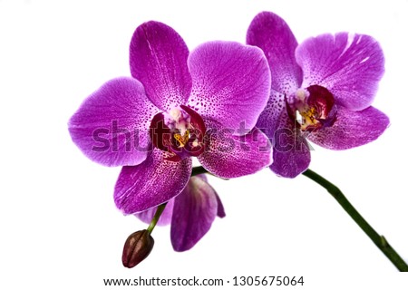 Purple orchid flower phalaenopsis, phalaenopsis or falah on a white background. Two purple phalaenopsis flowers in the center. known as orchid moths. Selective focus. Close-up.