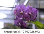 The purple orchid flower symbolizes the symbol of height and power, and symbolizes high social status. Suitable for home decoration or in the office. Located in Cimahi, West Java, Indonesia.