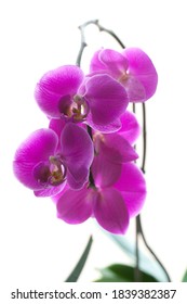purple orchid flower white background
