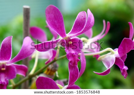 Purple orchid flowers with blure background  in garden, decoration house