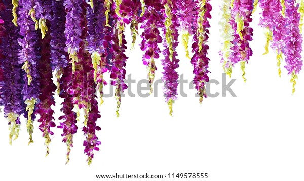 縦に並んだ紫の蘭の花 白い背景に 切り取り線と写真 の写真素材