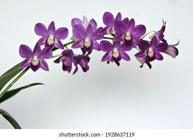 Purple orchid flowers and some green leaves, white background