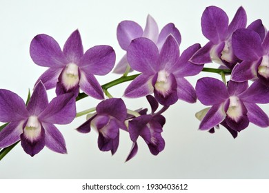 Purple Orchid Flowers, White Background