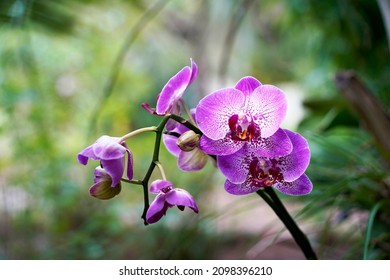 Purple Orchid grows wild in nature.               
