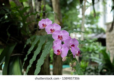 Download 85 Background Bunga Anggrek Hitam Gratis Terbaru
