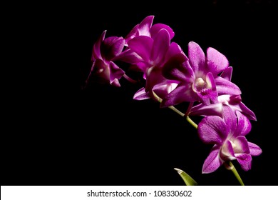 Purple Orchid Isolated On Black Background