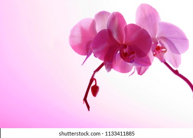 Purple Orchid Isolated On White Background Stock Photo 1133411885 ...