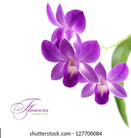 Purple Orchid Isolated On White