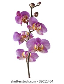 Purple Orchid Isolated On White Background