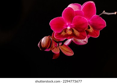 Purple orchid on black background. Luxury concept. Branch of a blooming purple orchid close-up on a dark background.  Phalaenopsis orchid flowers, isolated, copy space, high quality photo - Powered by Shutterstock