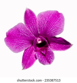 Purple Orchid On White Background