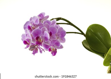 Purple Orchid On The White Backgrounds