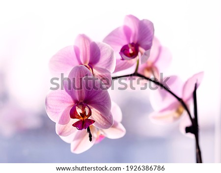 purple orchid on the window