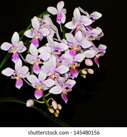 Purple orchid, Phalaenopsis equestris, one species in Phalaenopsis genus, isolated on a black background