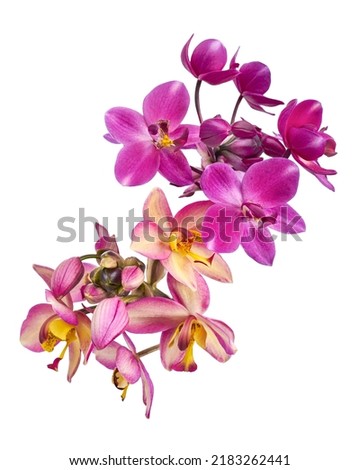 Purple orchid, Philippine ground orchid, Tropical flowers isolated on white background, with clipping path                                                              