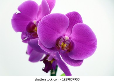Purple orchid plant with white background