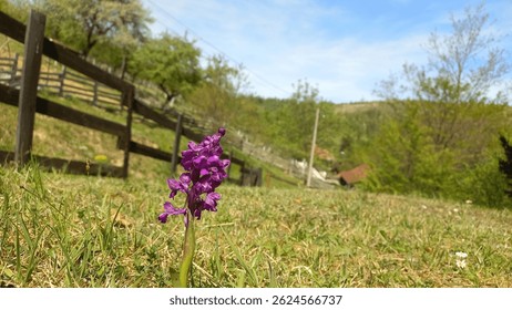 Purple orchid stands in sunny meadow.

It is an early purple orchid (Orchis mascula), which is quite lovely! They can be found in meadows an